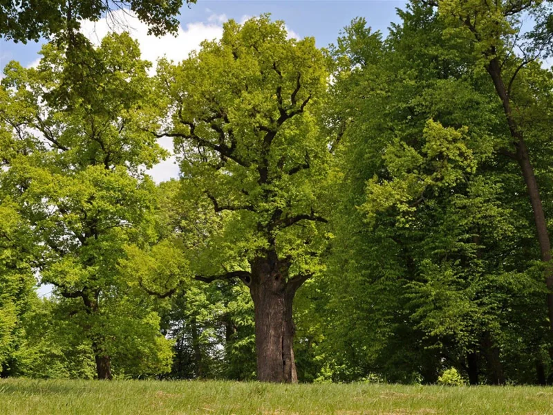 Forêt ancienne de Strandzha
